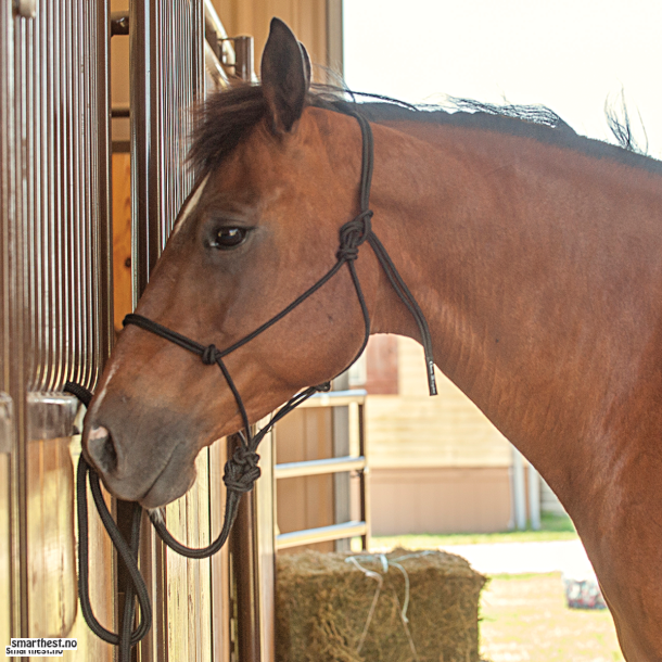 Horsemanship taugrime 