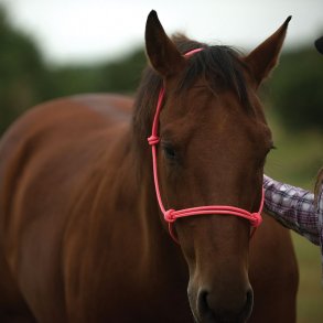 Horsemanship taugrime med leietau