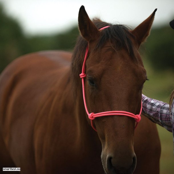 Horsemanship taugrime med leietau