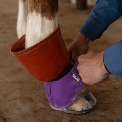 Shoeguard rubber boot pull on bell boot