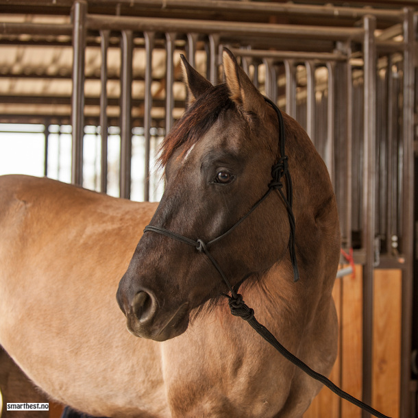 Horsemanship taugrime unghest/str liten cob